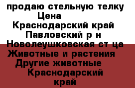 продаю стельную телку › Цена ­ 52 000 - Краснодарский край, Павловский р-н, Новолеушковская ст-ца Животные и растения » Другие животные   . Краснодарский край